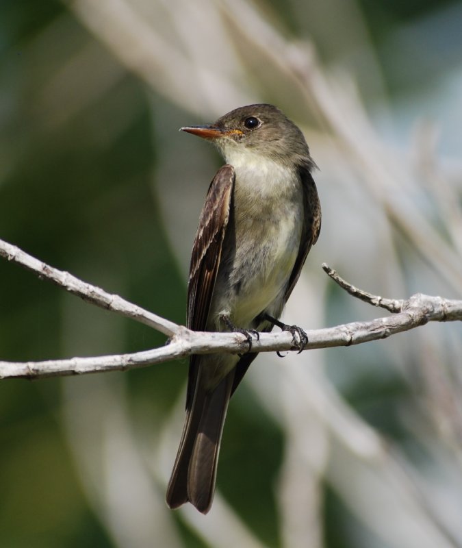 Eastern Wood Pewee_4.JPG