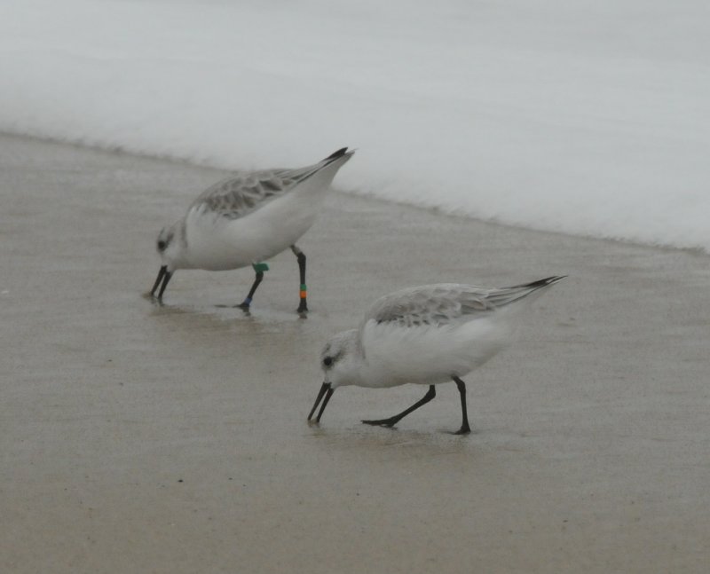 SAND colorbanded_Cape May 14 Nov 08.jpg