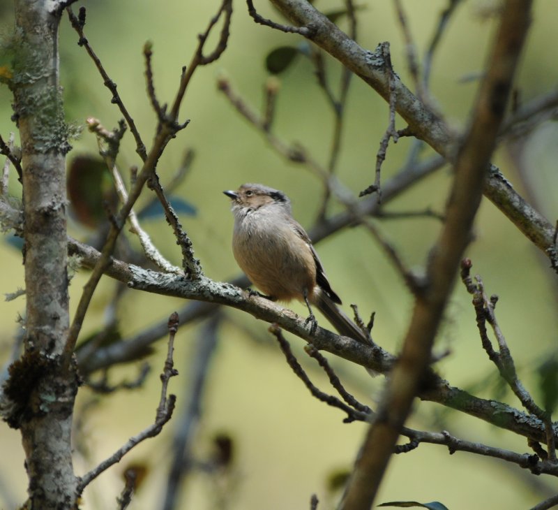 Bushtit_1_Moxviquil