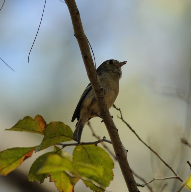 Huttons Vireo_Moxviquil