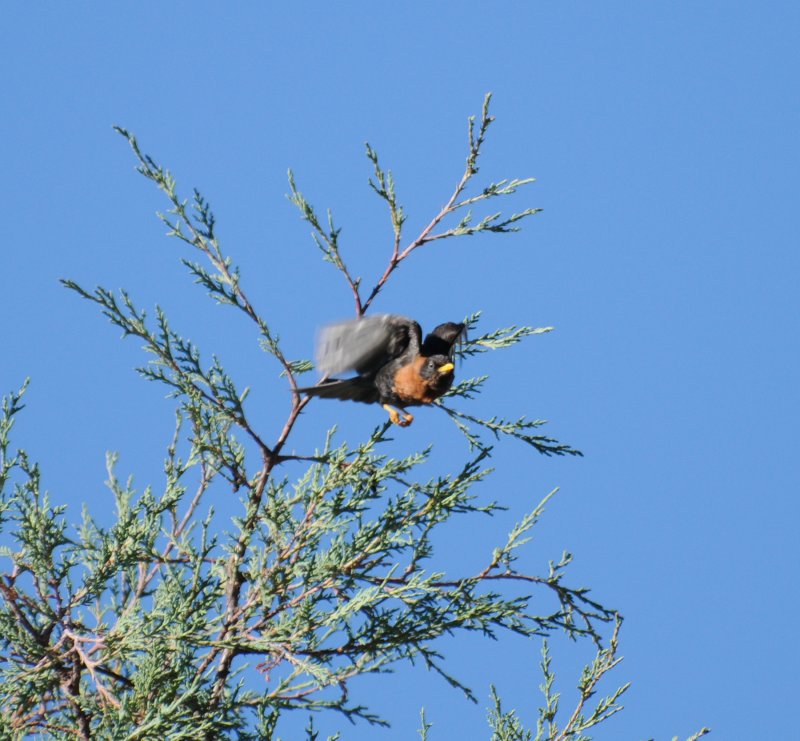 Rufous-collared Thrush_male_1_Moxviquil