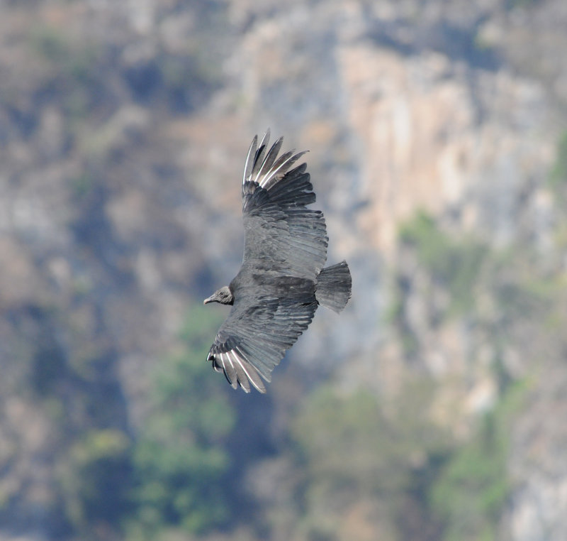 Black Vulture_3_El Sumidero