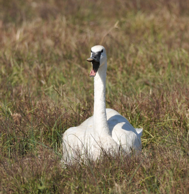 Trumpeter Swan, Eagleville, TN, 9 Oct 12