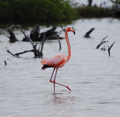 caribbean flamingo_1.JPG