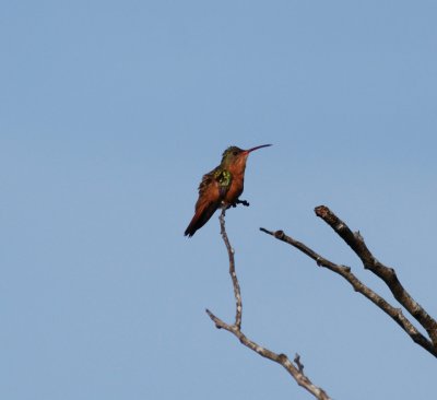 cinnamon hummingbird_1.JPG