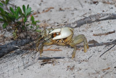 crab in net.JPG