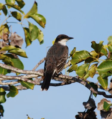 Eastern Kingbird_chechen_1.JPG