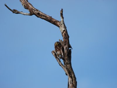 ferruginous pygmy owl_1.JPG