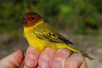 Mangrove Warbler_male_2.JPG