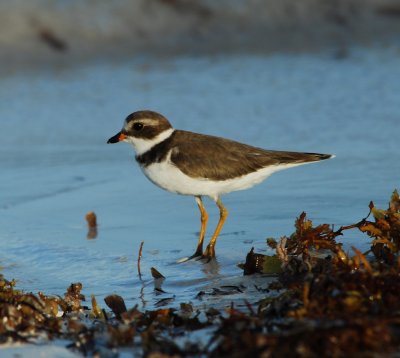 Semipalmated Plover_SK_1.JPG