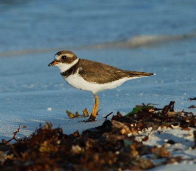 Semipalmated Plover_SK_2.JPG