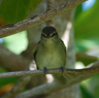 Yucatan Vireo_chenchomec 4.JPG