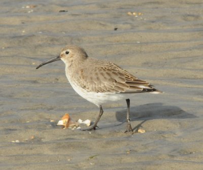 Dunlin_Sea Isle NJ_1_Nov 08_SGS.jpg