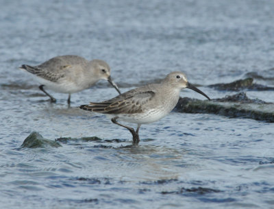 Dunlin_Sea Isle NJ_3_Nov 08_SGS.jpg