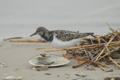 Ruddy Turnstone Higbee Beach NJ_1_Nov 08 SGS.jpg