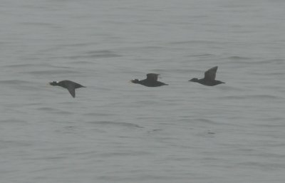 Surf Scoter_Cape May Nov 08 SGS.jpg