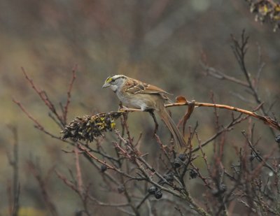 White-throated Sparrow_Higbee Beach_1 Nov 08 SGS.jpg