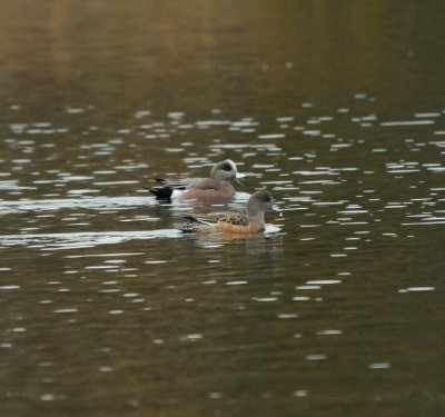 American Wigeon_Cape May_2_SS.jpg