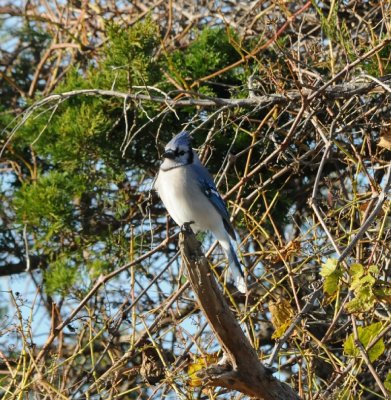 Blue Jay_Cape May_2_SS.jpg