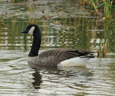 Canada Goose_Cape May_1_SS.jpg