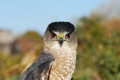 Coopers Hawk 2.JPG