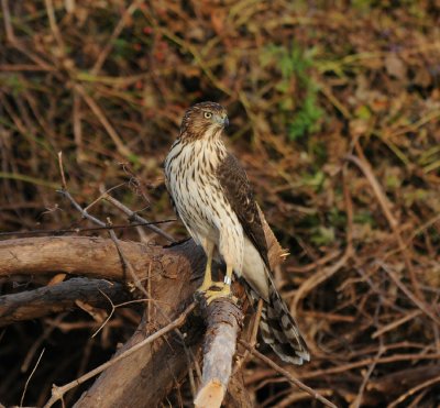 Coopers Hawk_Cape May_1_SS.jpg