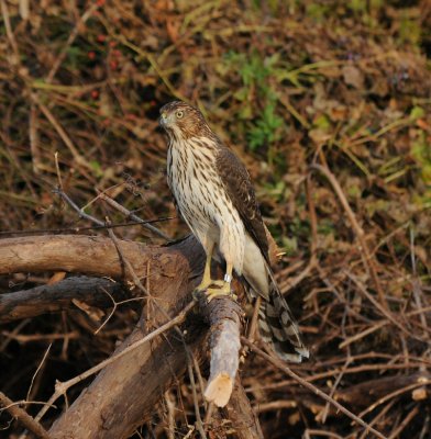 Coopers Hawk_Cape May_2_SS.jpg