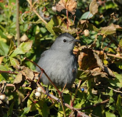 Gray Catbird_Cape May_1_ss.jpg