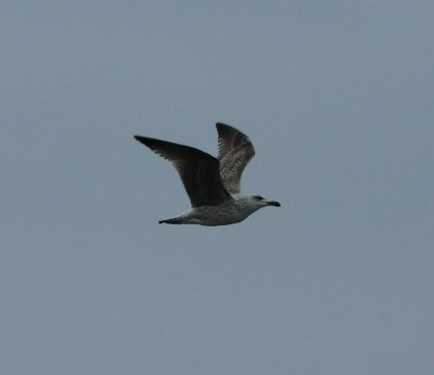 Herring Gull_Cape May_1_SS.jpg