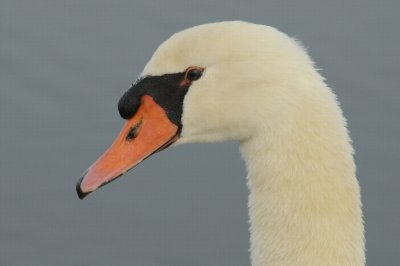 Mute Swan_Cape May_4_SS.jpg