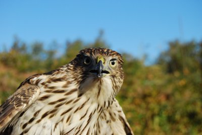 coopers hawk 1.JPG