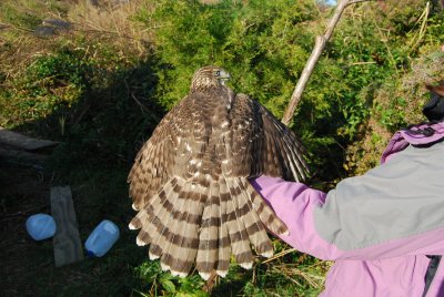 coopers hawk 2.JPG