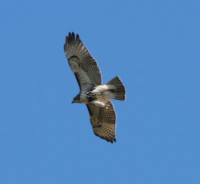 Red-tailed Hawk_Cape May_1_ss.jpg