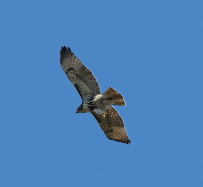 Red-tailed Hawk_Cape May_2_SS.jpg