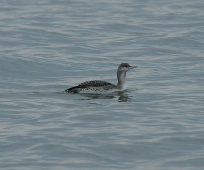 Red-throated Loon_Cape May_1_SS.jpg