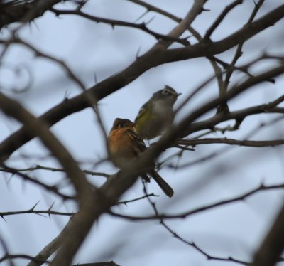 Buff-breasted Flycatcher and Blue-headed Vireo, San Cristobal area