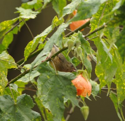 Cinnamon-bellied Flowerpiercer_female_Moxviquil