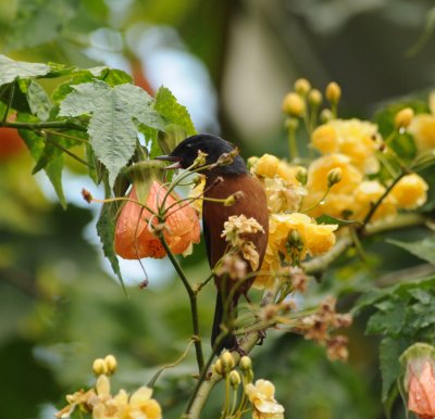 Cinnamon-bellied Flowerpiercer_male_Moxviquil