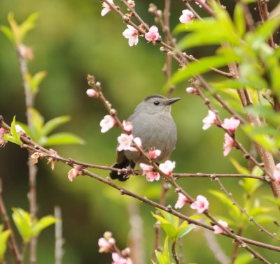 Gray Catbird_Moxviquil