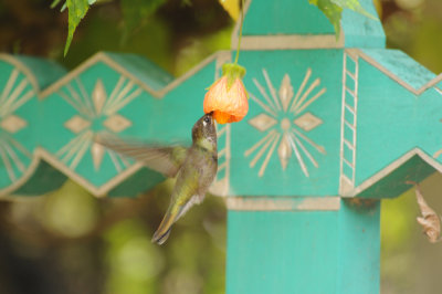 Magnificant Hummingbird_1_Moxviquil