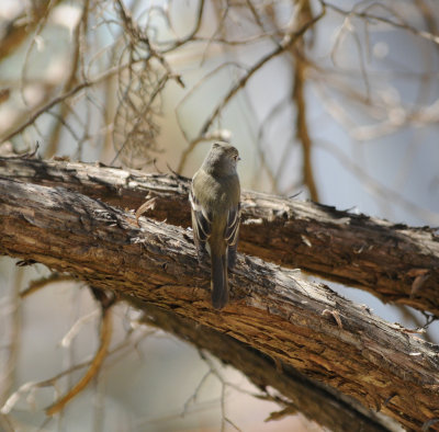 possible Pine Flycatcher_2_Moxviquil