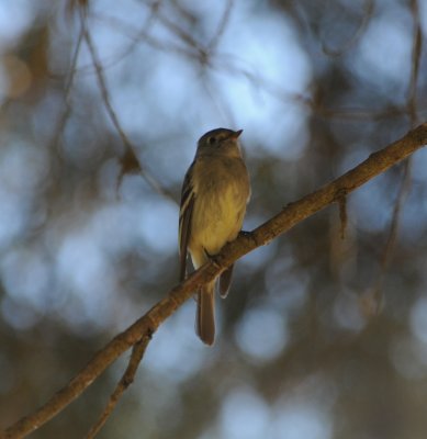 possible Pine Flycatcher_4_Moxviquil