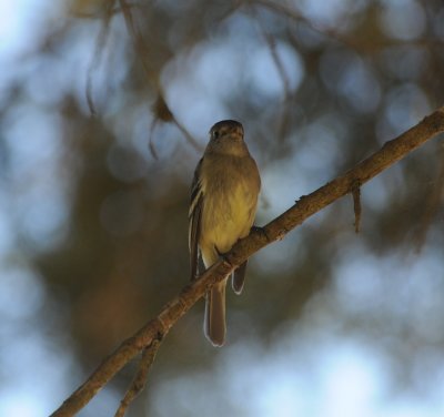possible Pine Flycatcher_5_Moxviquil