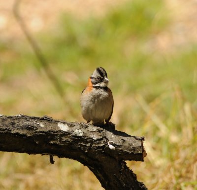 Rufous-collared Sparrow_2_Moxviquil