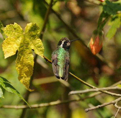 White-eared Hummingbird_female_Moxviquil