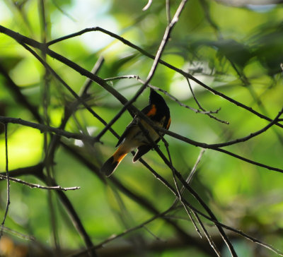 American Redstart_male_Tuxtla Zoo