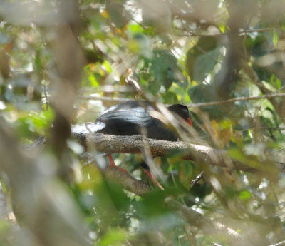 Highland Guan_3_El Sumidero