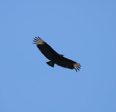Black Vulture_2_El Sumidero