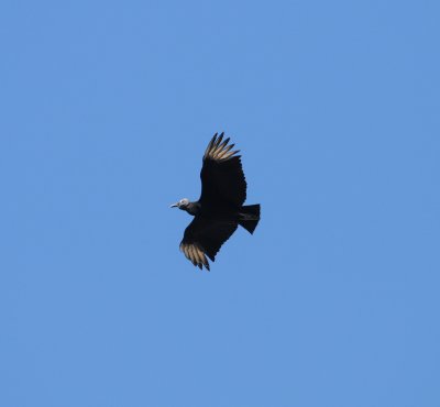 Black Vulture_5_El Sumidero