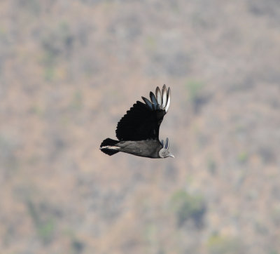 Black Vulture_8_El Sumidero